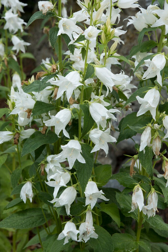  Klokje (Campanula Latifolia 'Alba')