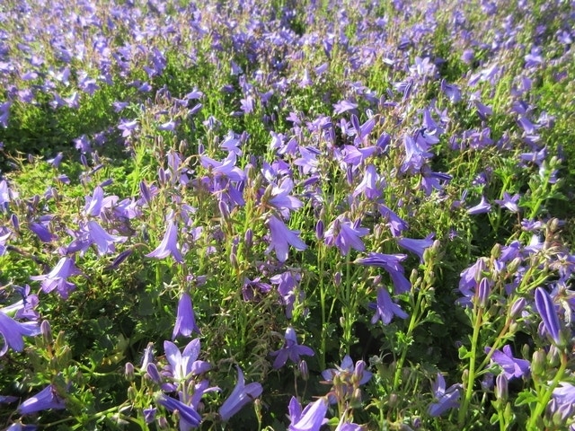  Klokje (Campanula Portenschlagiana)