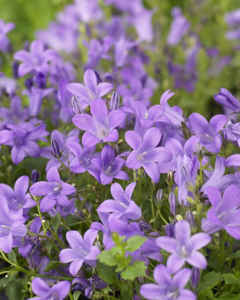  Klokje (Campanula Portenschlagiana)