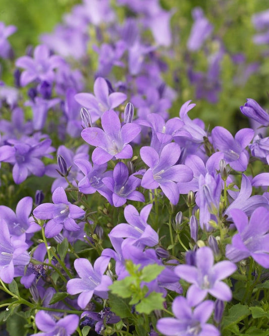  Klokje (Campanula Portenschlagiana)