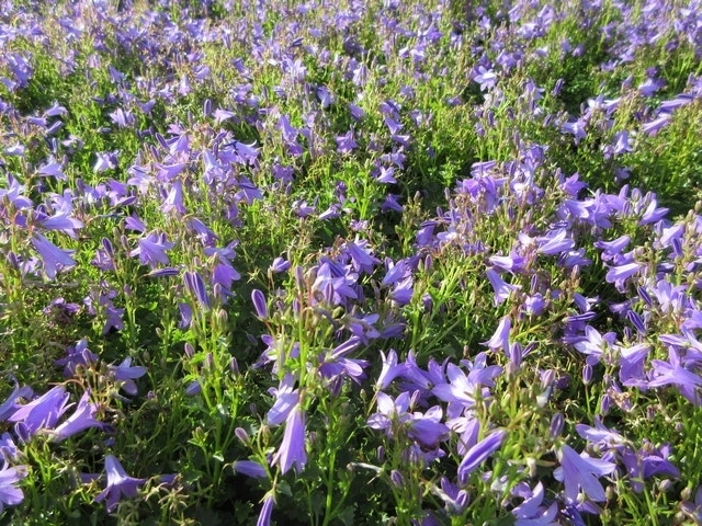  Klokje (Campanula Portenschlagiana)