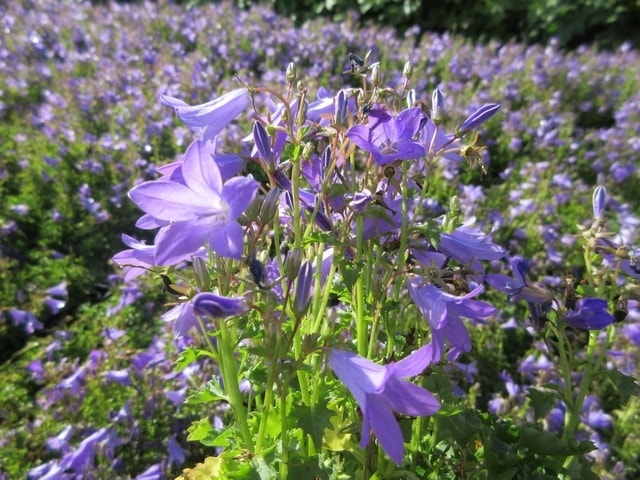  Klokje (Campanula Portenschlagiana)