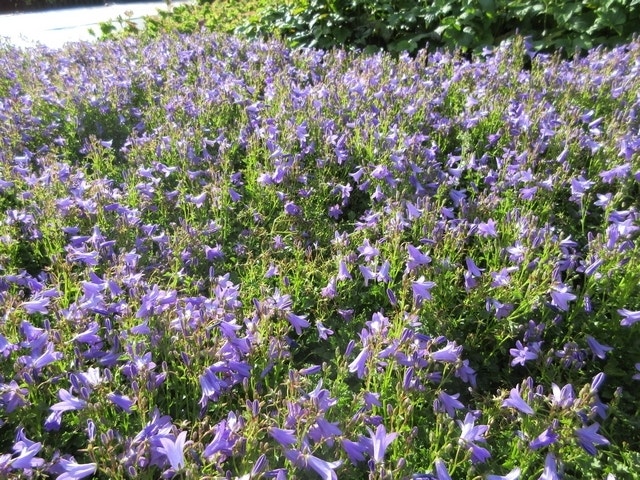  Klokje (Campanula Portenschlagiana)