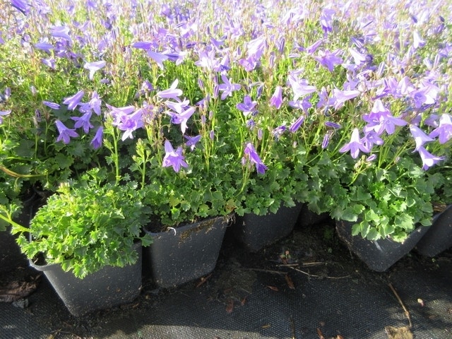  Klokje (Campanula Portenschlagiana)