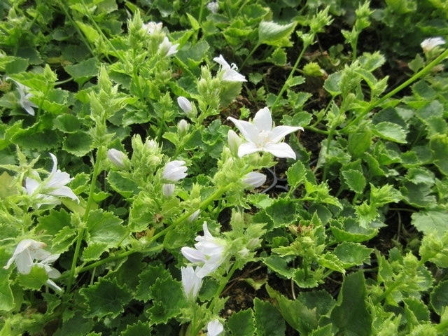  Klokje (Campanula Poscharskyana 'E.H. Frost')