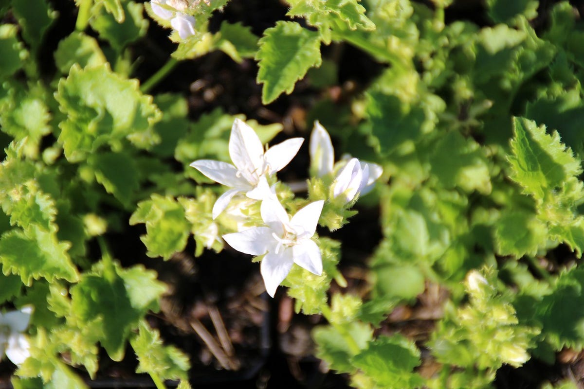  Klokje (Campanula Poscharskyana 'E.H. Frost')