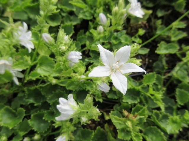  Klokje (Campanula Poscharskyana 'E.H. Frost')
