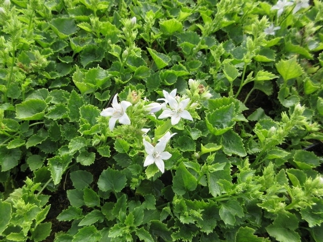  Klokje (Campanula Poscharskyana 'E.H. Frost')