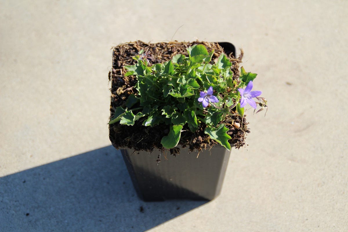  Klokje (Campanula Poscharskyana 'Lisduggan Variety')