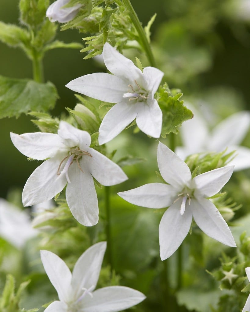  Klokje (Campanula Poscharskyana 'E.H. Frost')