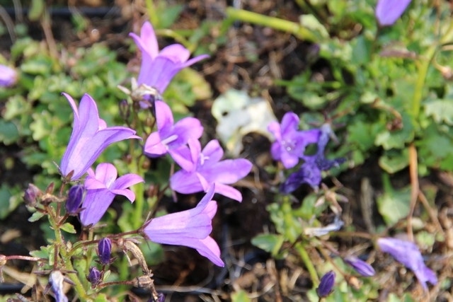  Klokje (Campanula Poscharskyana 'Lisduggan Variety')