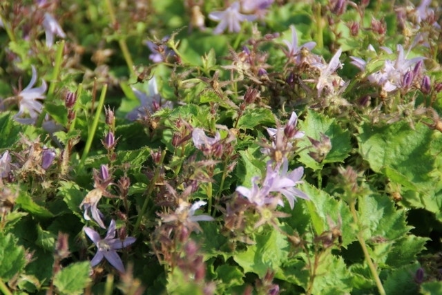  Klokje (Campanula Poscharskyana 'Lisduggan Variety')