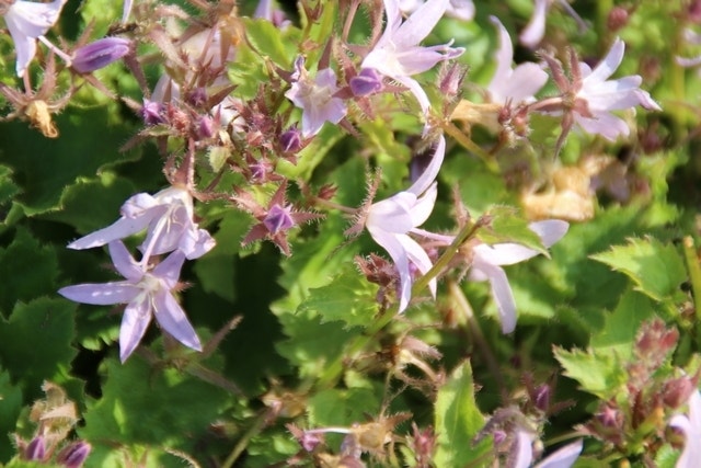  Klokje (Campanula Poscharskyana 'Lisduggan Variety')