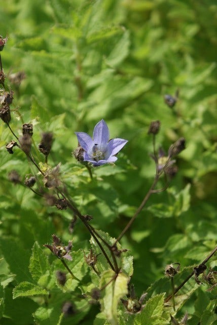  Klokje (Campanula Lactiflora 'Prichard's Variety')