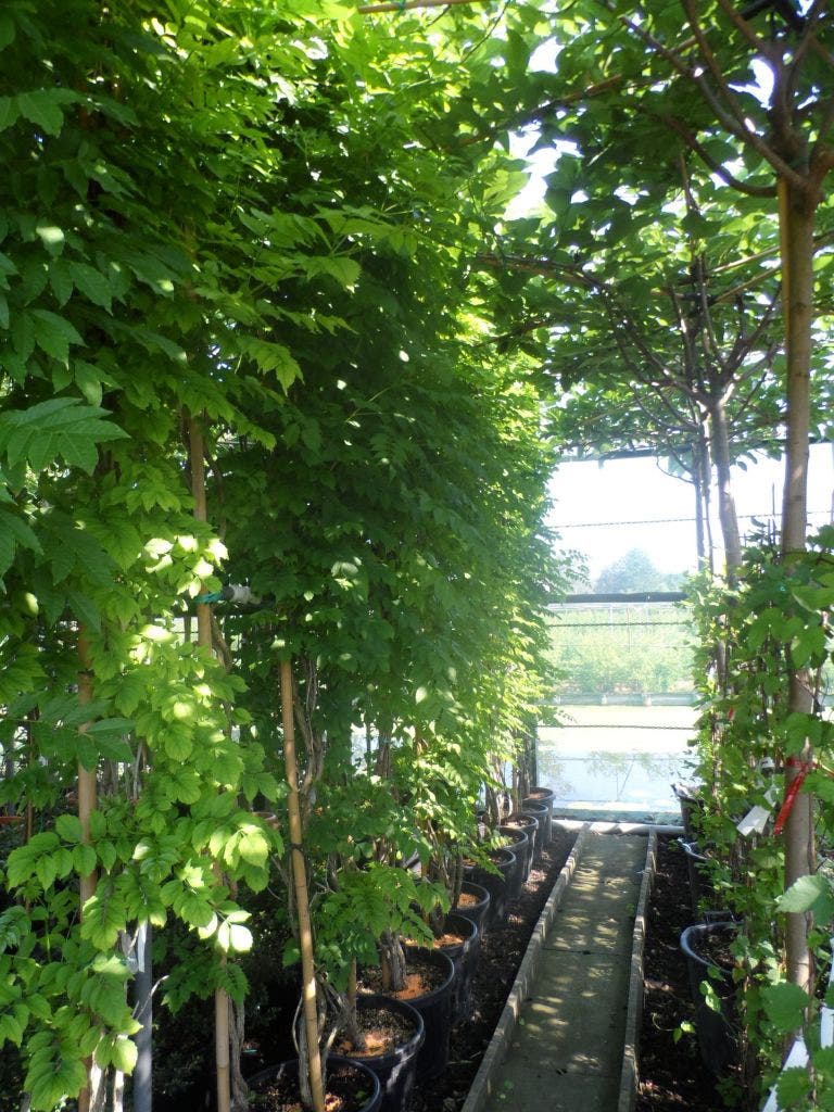 Trompetklimmer (Campsis Radicans)