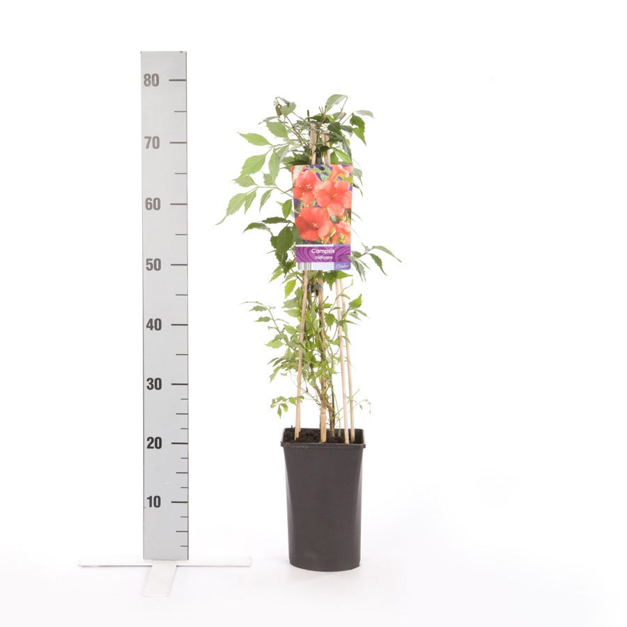  Trompetklimmer (Campsis Radicans)