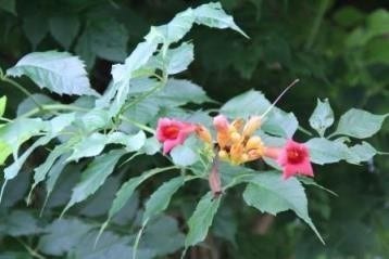  Trompetklimmer (Campsis Radicans)
