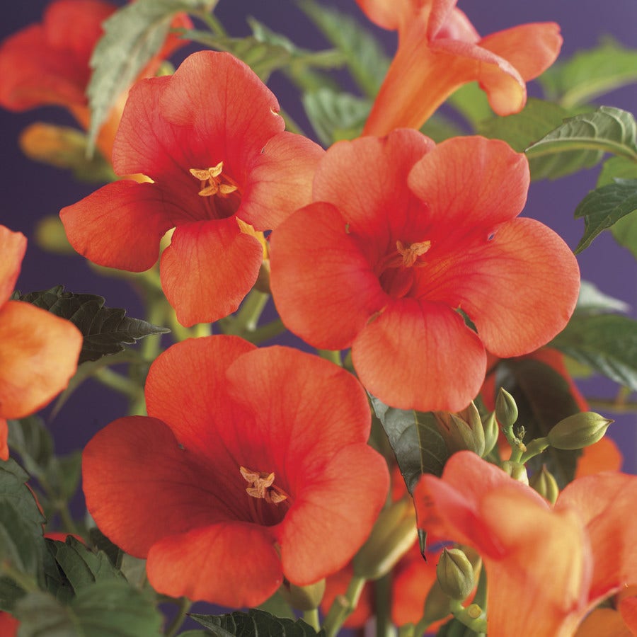  Trompetklimmer (Campsis Radicans)