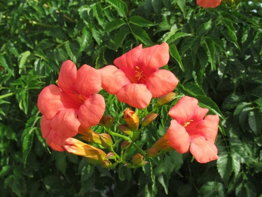  Trompetbloem, Halfstam (Campsis Tagliabuana 'Mme Galen')