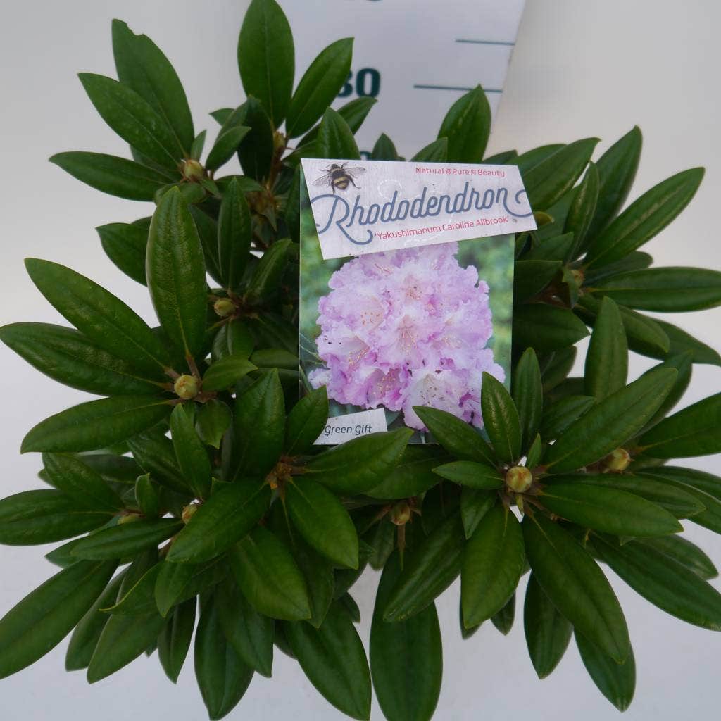  Dwergrhododendron (Rhododendron 'Caroline Allbrook')
