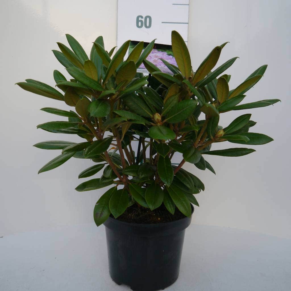  Dwergrhododendron (Rhododendron 'Caroline Allbrook')