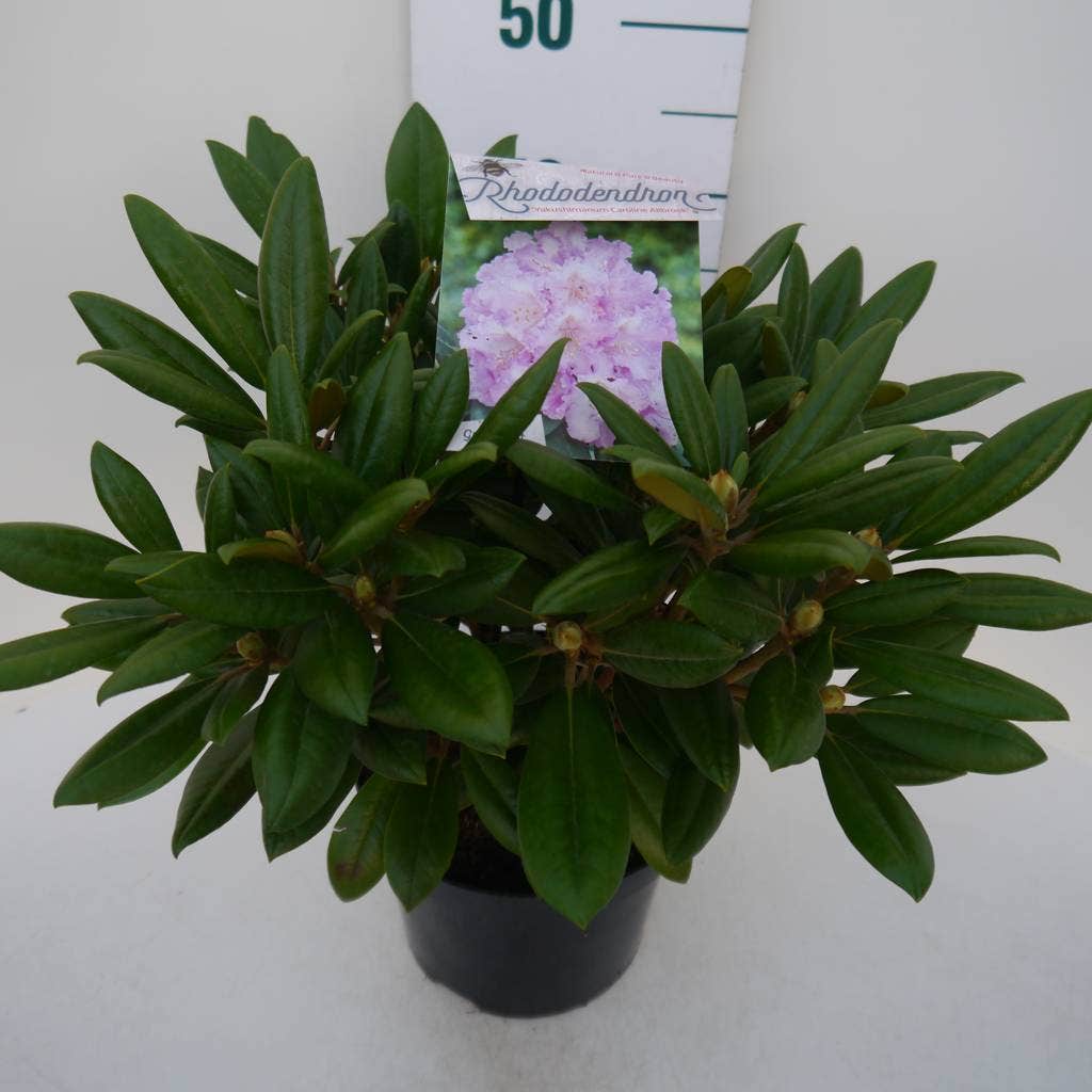  Dwergrhododendron (Rhododendron 'Caroline Allbrook')