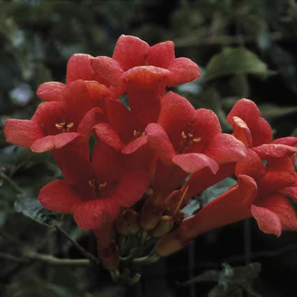  Trompetklimmer (Campsis Radicans)