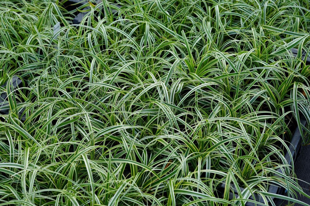  Zegge (Carex 'Feather Falls')