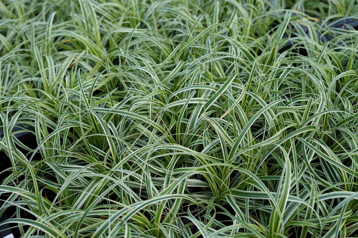  Zegge (Carex 'Feather Falls')