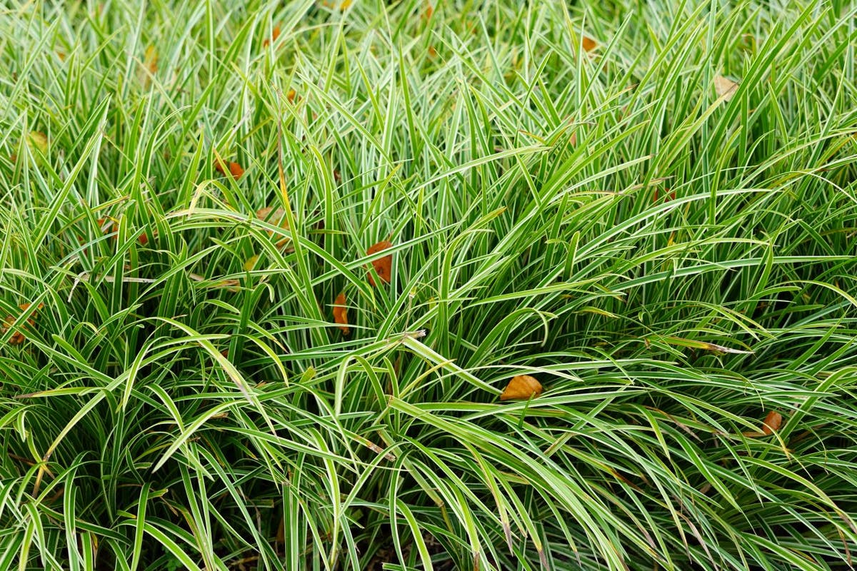  Zegge (Carex Morrowii 'Ice Dance')
