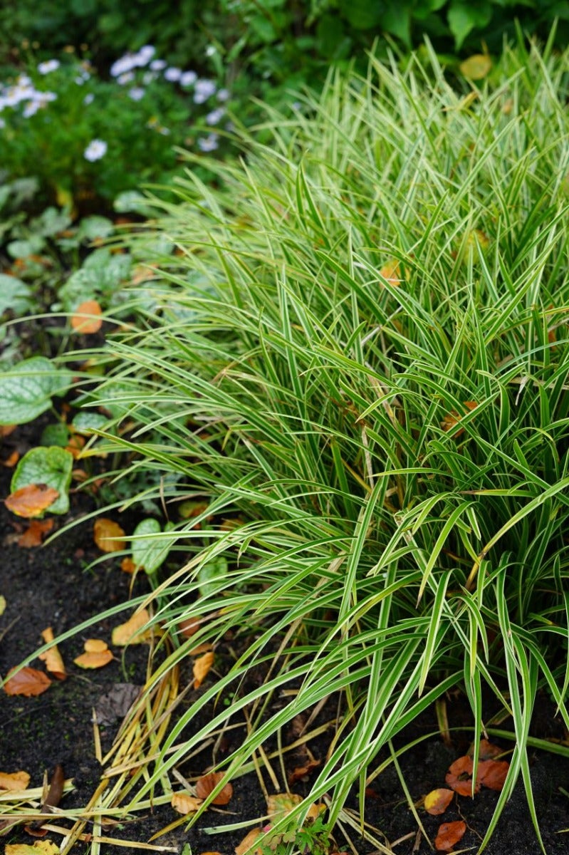  Zegge (Carex Morrowii 'Ice Dance')