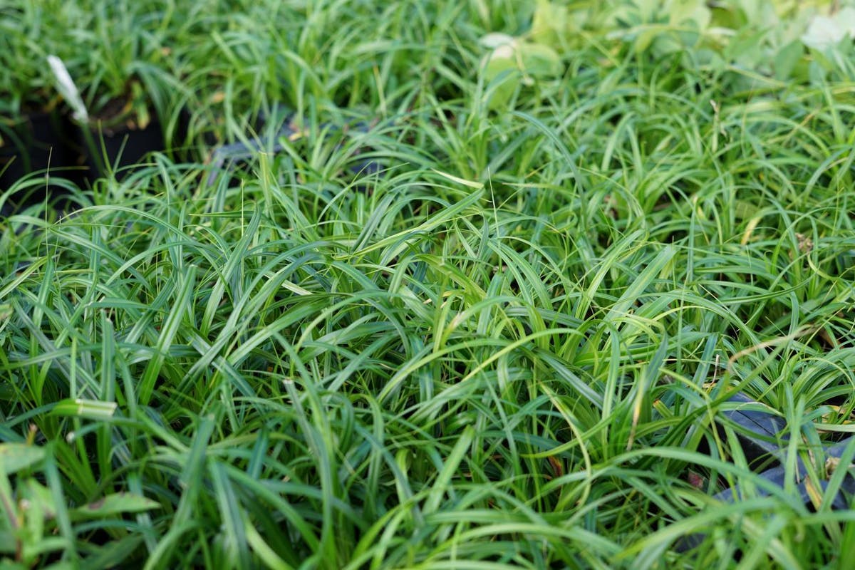  Zegge (Carex 'Ribbon Falls')