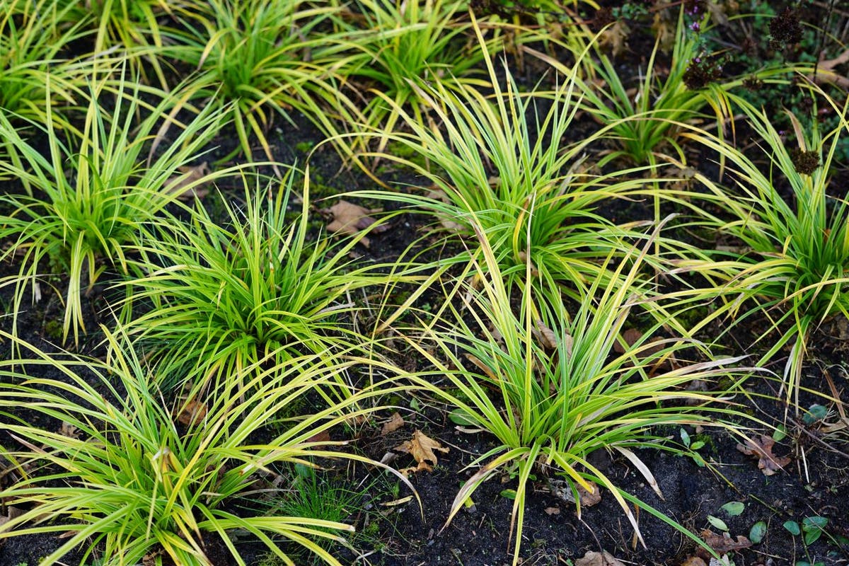  Zegge (Carex Morrowii 'Variegata')