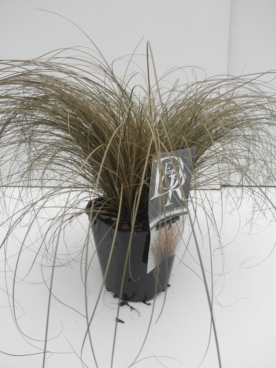  Zegge (Carex Comans 'Bronze Form')