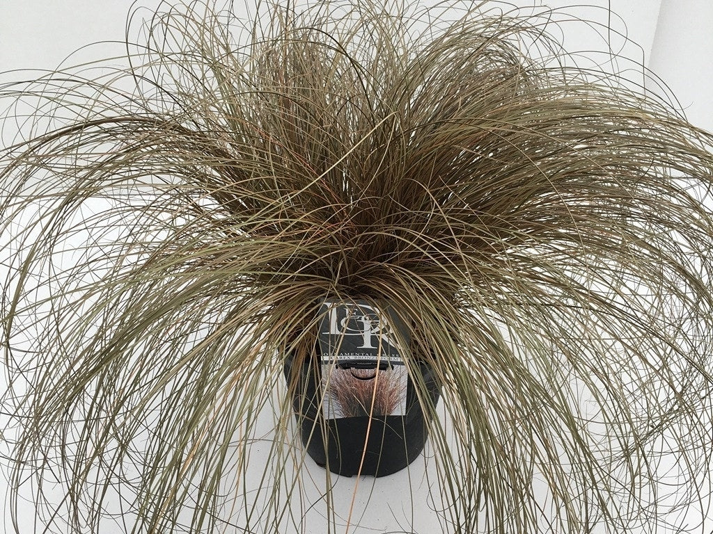  Zegge (Carex Comans 'Bronze Form')