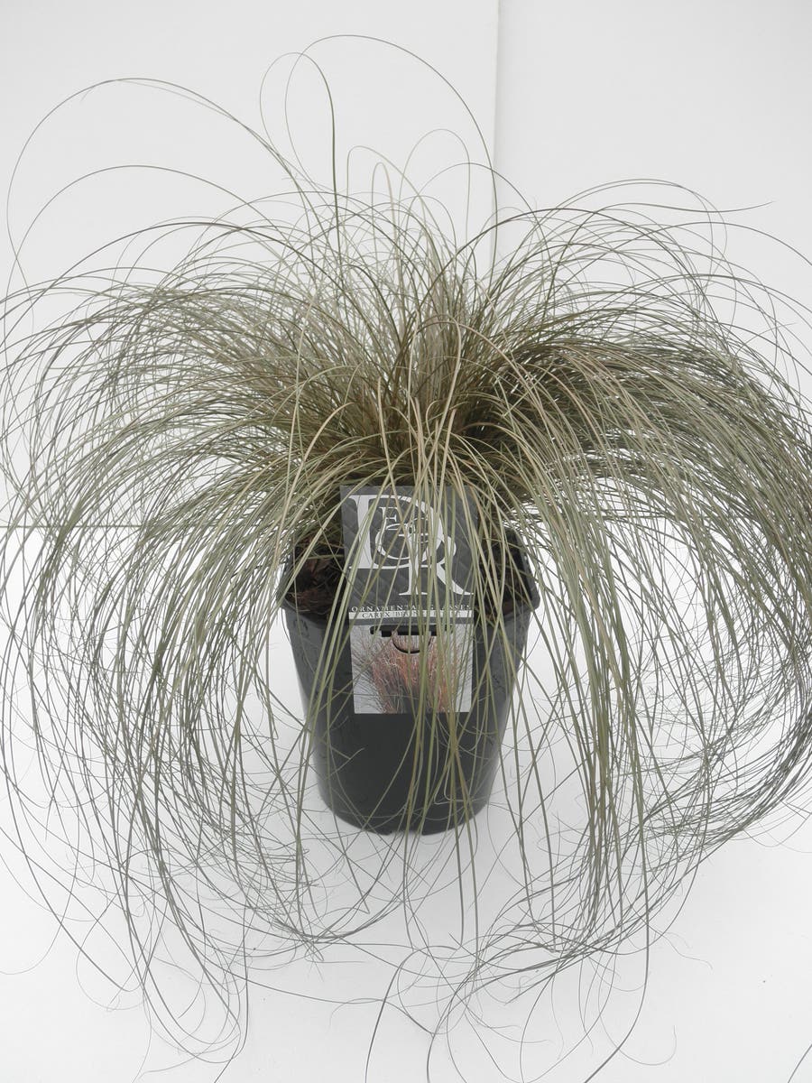  Zegge (Carex Comans 'Bronze Form')
