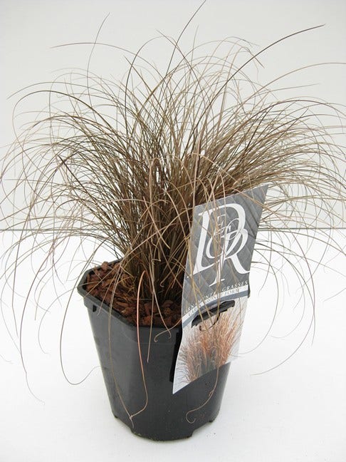  Zegge (Carex Comans 'Bronze Form')