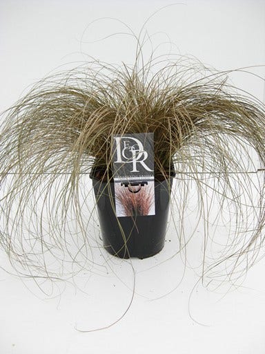  Zegge (Carex Comans 'Bronze Form')