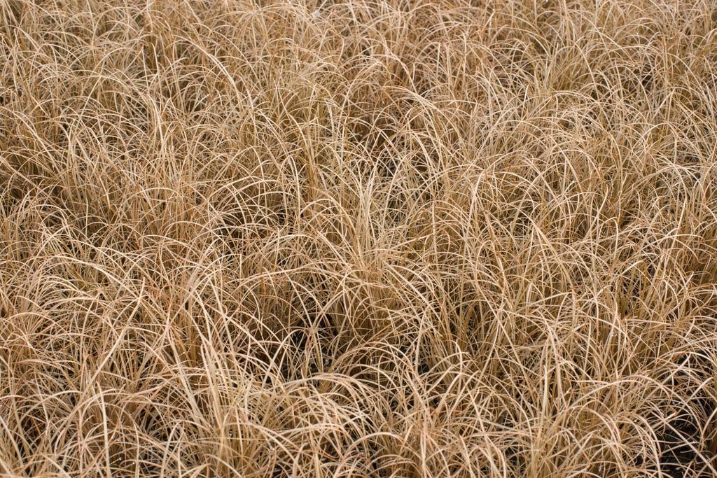  Zegge (Carex Comans 'Bronze Form')