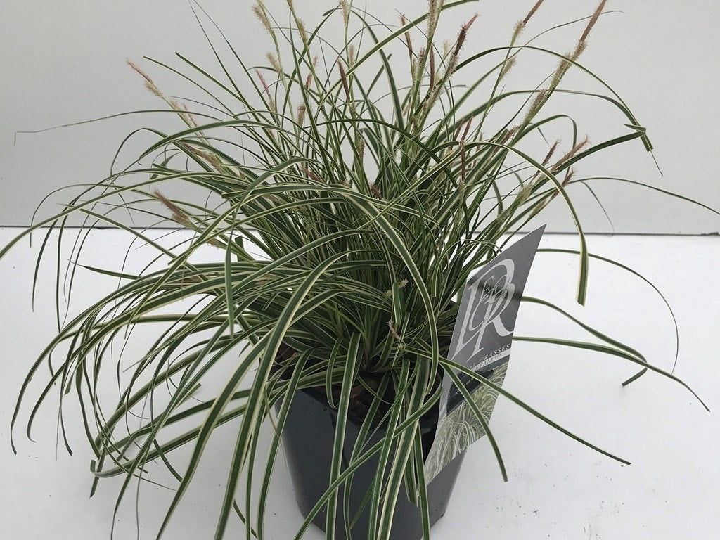  Zegge (Carex Evercream)