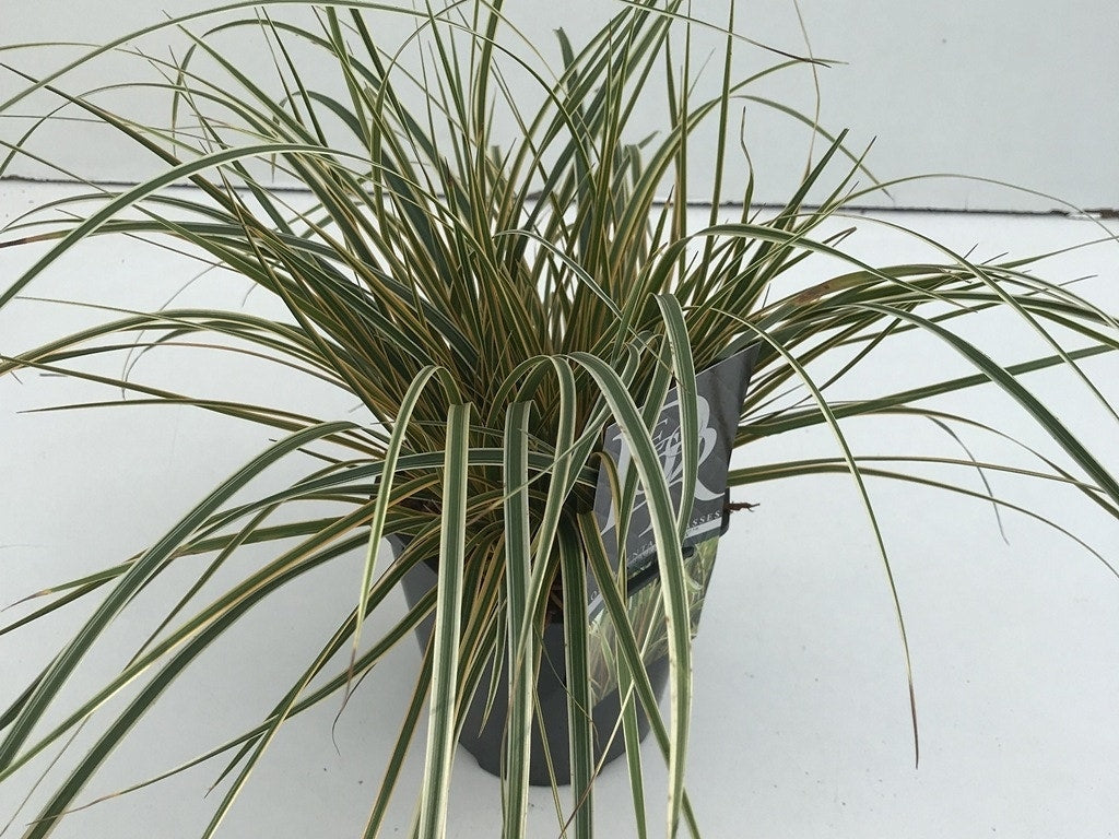  Zegge (Carex Morrowii 'Everglow')