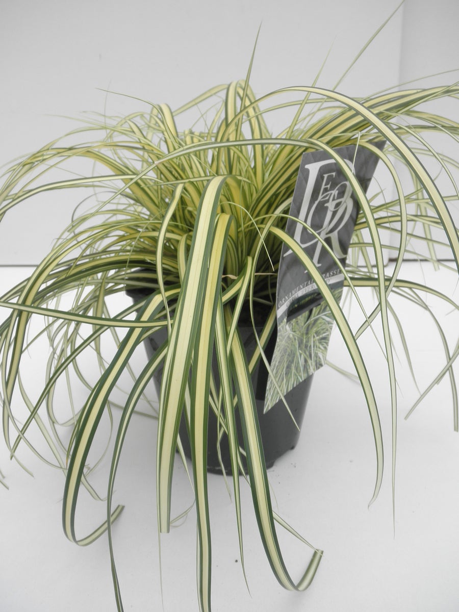  Zegge (Carex Oshimensis 'Evergold')