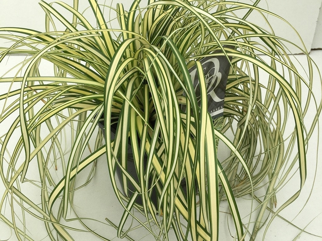  Zegge (Carex Oshimensis 'Evergold')