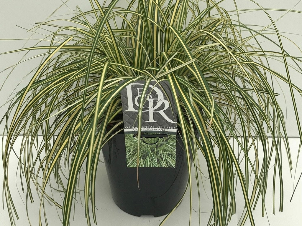 Zegge (Carex Oshimensis 'Evergold')