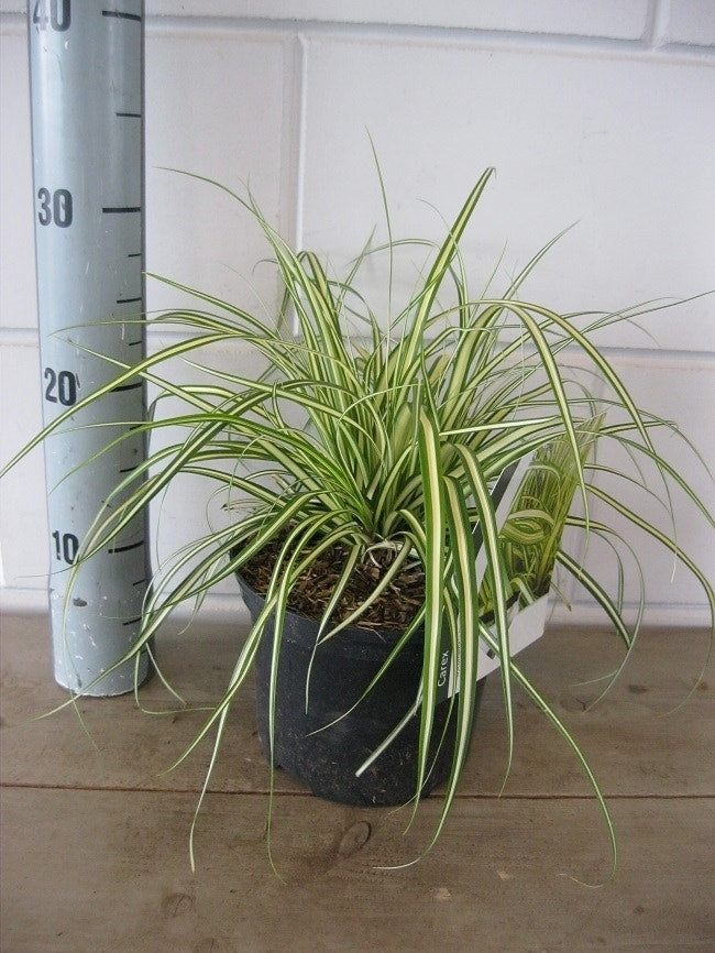  Zegge (Carex Oshimensis 'Evergold')
