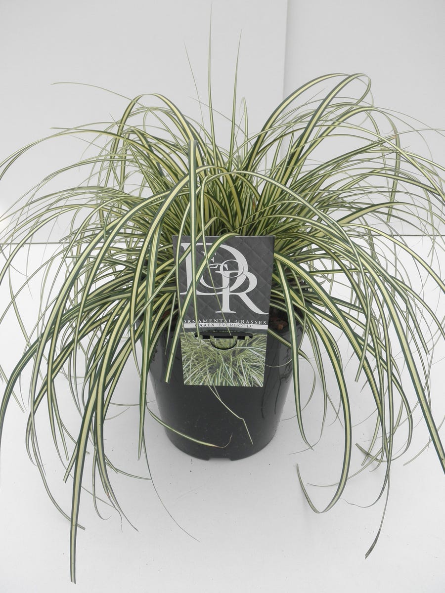  Zegge (Carex Oshimensis 'Evergold')