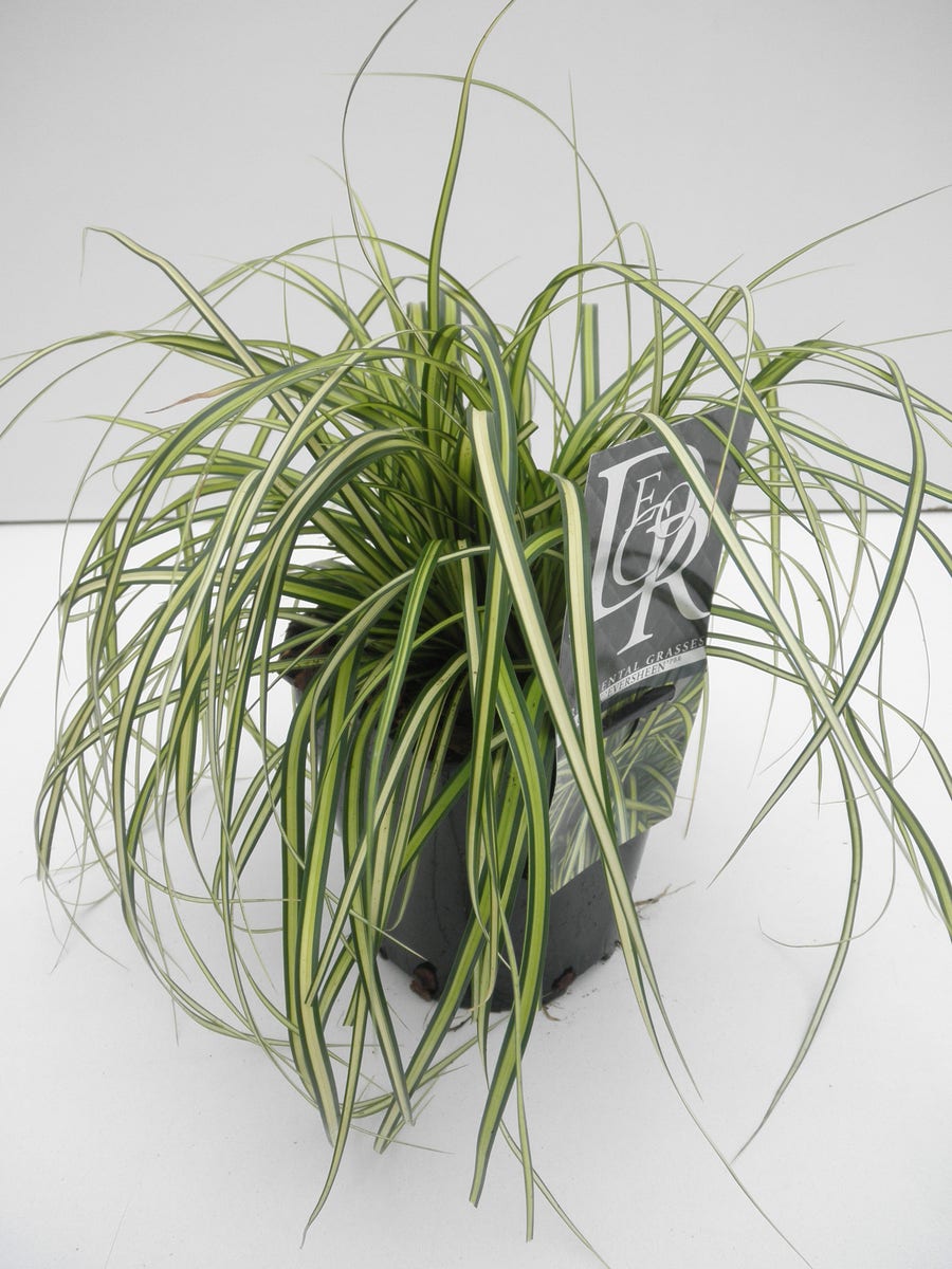  Zegge (Carex Eversheen)