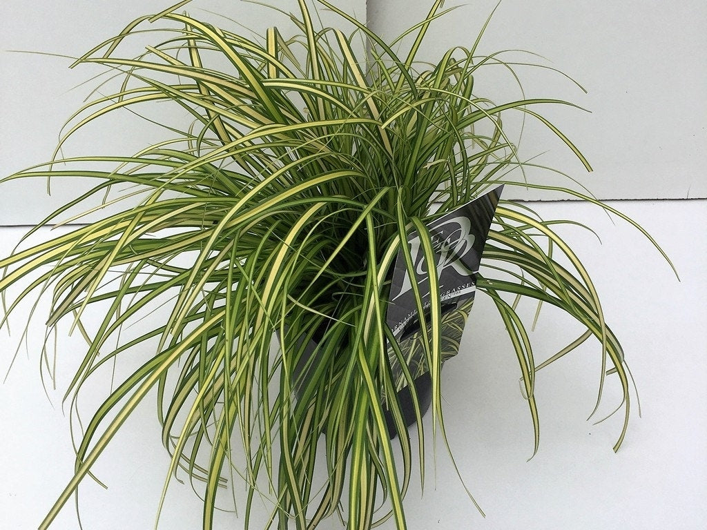  Zegge (Carex Eversheen)
