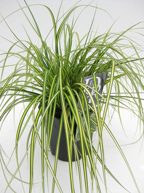  Zegge (Carex Eversheen)