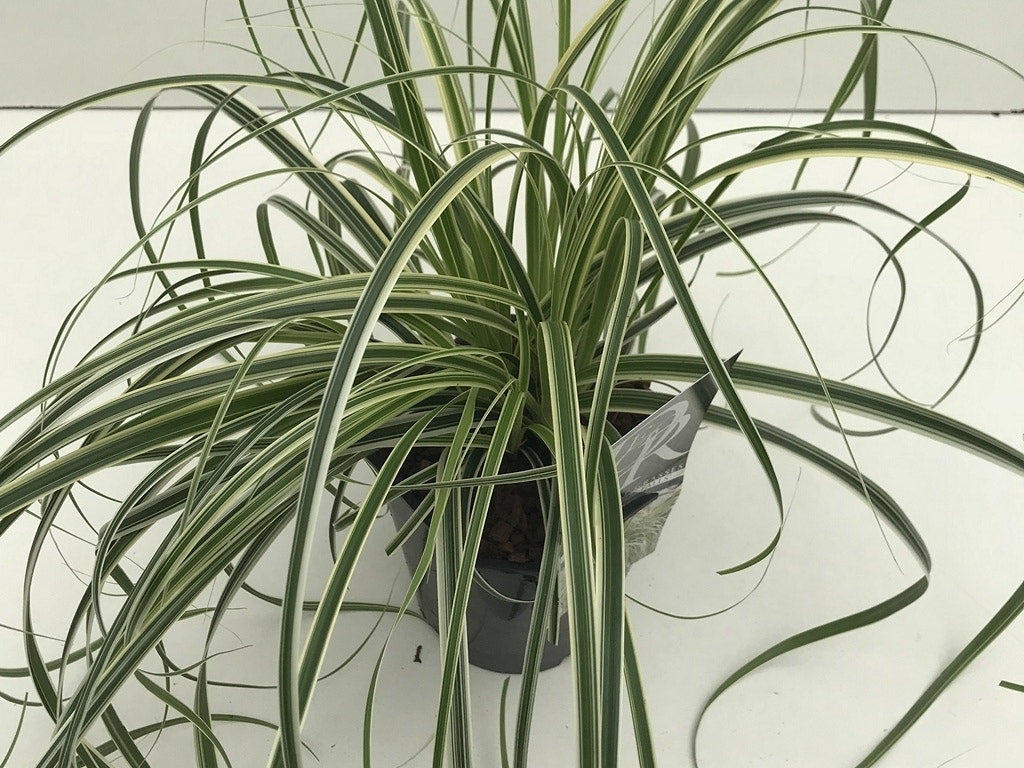  Zegge (Carex 'Feather Falls')
